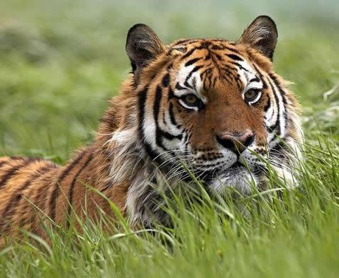 022年虎人每月运势详解，虎运势2022