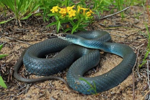 属蛇三大坎是什么1965,属蛇人55岁有一劫难