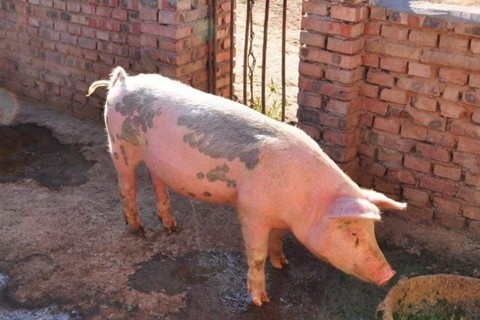 5年属猪男跟属龙女相配吗，1995属猪男和2000属龙女"