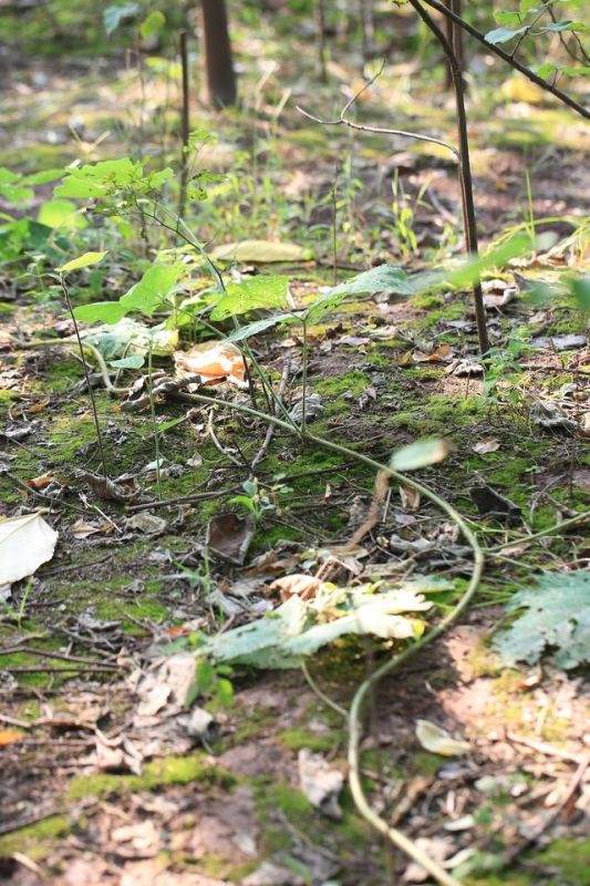 976年属龙一生坎年是哪几年,1976年的龙45岁后的财运"