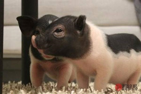 977年婚姻搭配属相,1977属蛇和87年属兔合作"