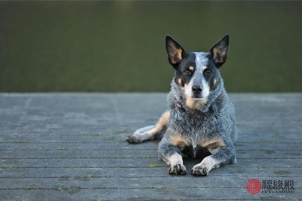 991年属羊有几次婚姻，属羊的不能儿女双全"