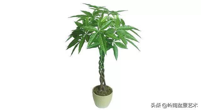 属龙和属猪的财运如何，猪和龙相克吗