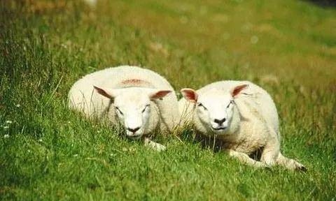 属羊2022年运势如何，生肖狗2023年运势大全