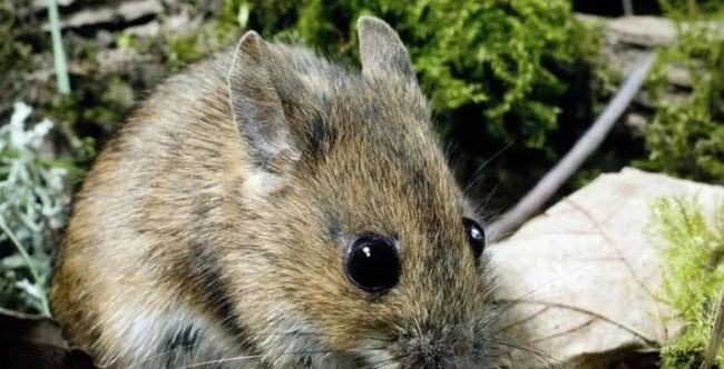 0后属鼠的今年多大岁数，1960年属鼠人能活多少岁"