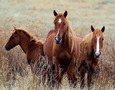 022年好运爆棚的生肖女，2022年有喜事生肖"