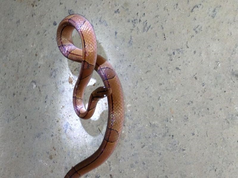 986年虎与蛇结婚好吗，1986年属虎和属蛇最配卦象"