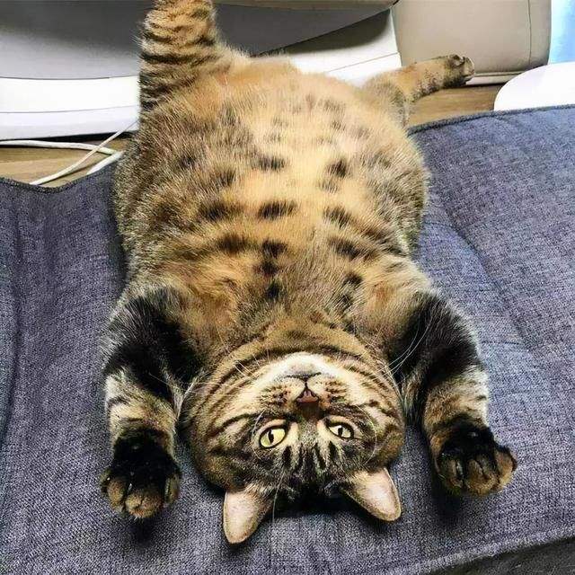 动物社交行为大全，女性人类动物