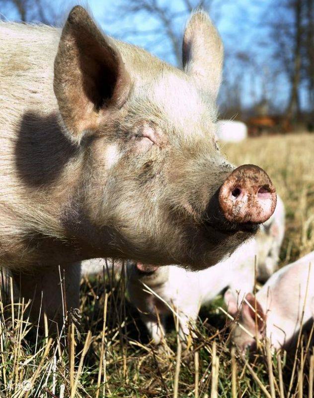 如何一眼看出母猪是不是很老，怎样辨别老母猪年龄