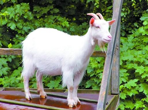 一辈子最幸福的生肖女，一生好命又幸福的生肖女