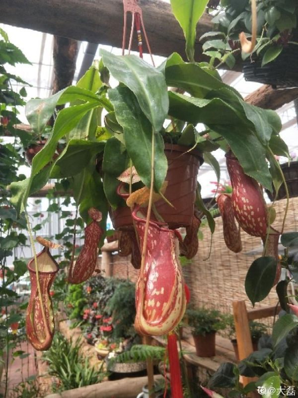 属龙女适合养什么花，属龙的养什么花好