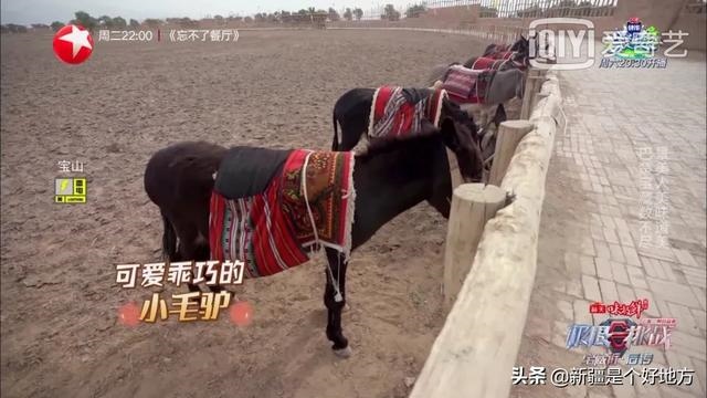 小毛驴和大黑马，人配母猪感觉很好