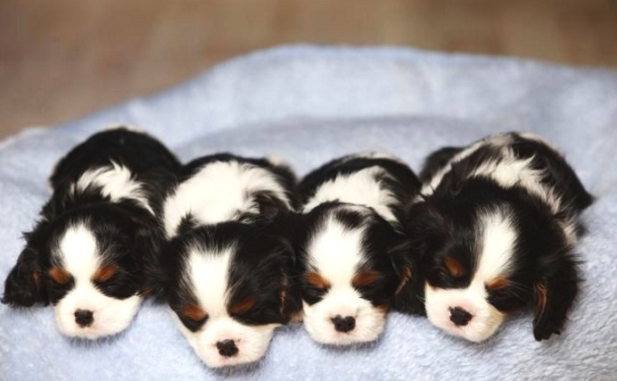 属龙和属狗的婚姻相配吗，属龙和兔相配婚姻如何