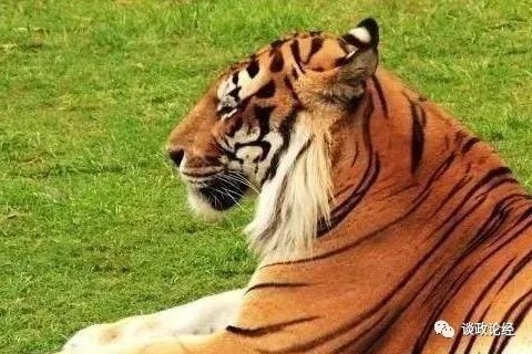 022年86年属虎男运势,属虎2022年运势及运程男性"