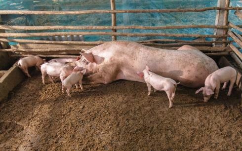 牛和猪在一起对谁不利，属猪和属牛的合不合