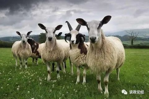 022年属羊多少岁，2022年属羊的全年运势"