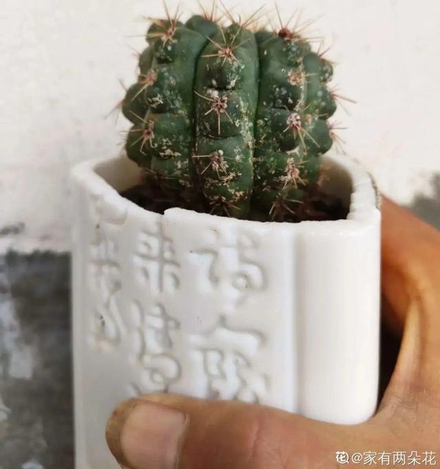 998属虎最忌几月出生，属虎出生更好六个吉日"