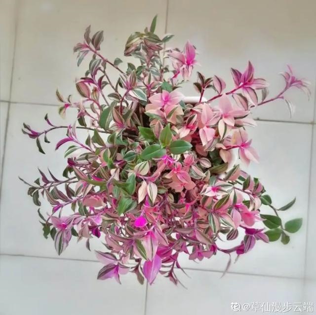 000女属龙和什么最配，2000年属龙的更佳配偶"