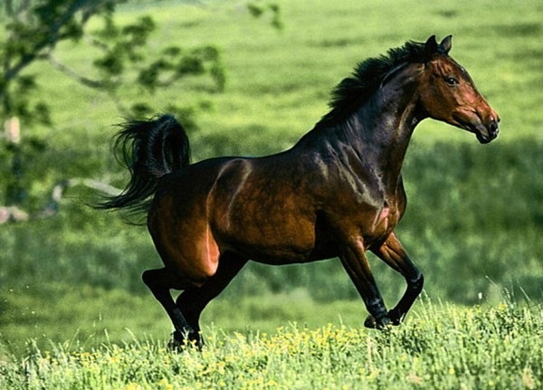 2岁属马是哪年出生的，属马1990年今年多大年龄"