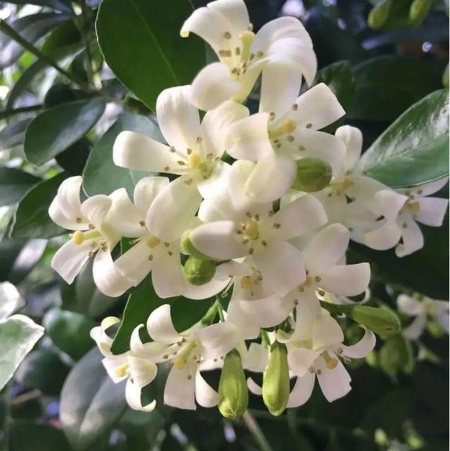 998属虎最忌几月出生，属虎出生更好六个吉日"