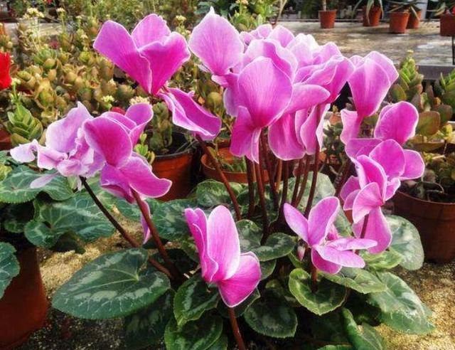 属虎的适合养什么植物，属虎种什么植物