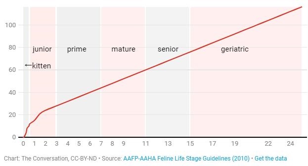 动物牛和人的年龄换算，猪的智商相当于人几岁