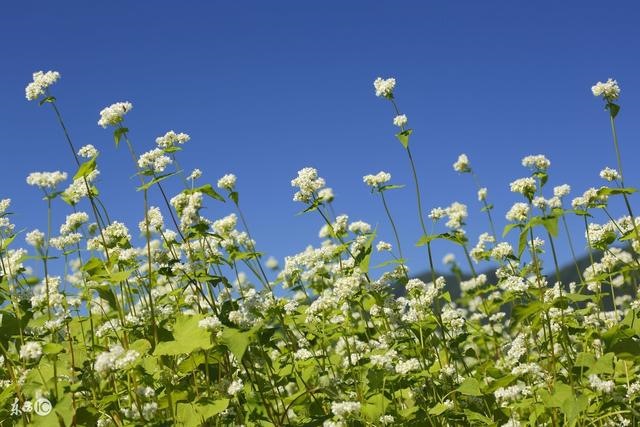 七月属龙人运势如何,属龙人今日运势