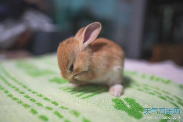 生肖兔63年晚年命，属兔2022 年有一灾