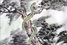 属蛇人更佳婚配属相,属兔女的更佳婚配属相