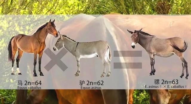 马和马怎么配对多长时间，马跟马的婚姻能长久吗