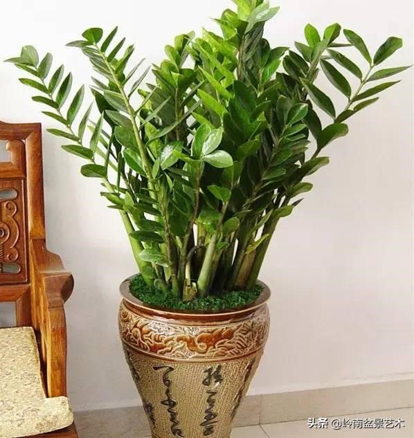 属龙和属猪的财运如何，猪和龙相克吗