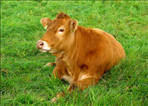 男牛女龙属相合不合，属牛男和属龙女的姻缘