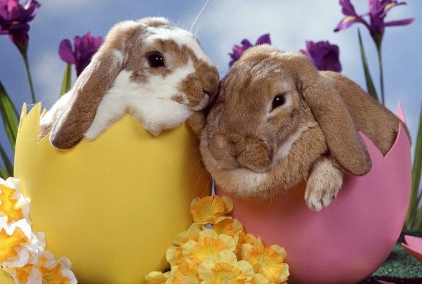 3年5月出生属兔运势,1963年出生今年财运如何"