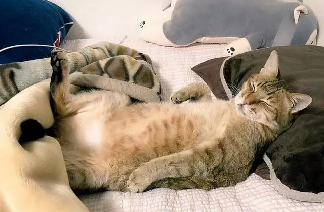 动物社交行为大全，女性人类动物