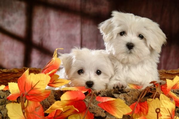 0年属狗2022年运势,70年属狗51岁有血光之灾"