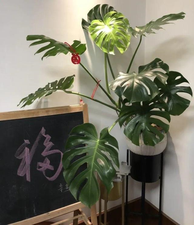 998属虎最忌几月出生，属虎出生更好六个吉日"