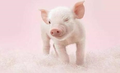 属猪男对情人会真心吗，83男猪对老婆好吗