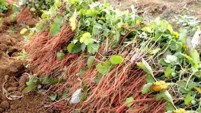 野生丹参图片大全大图，丹参泡水喝的功效与作用