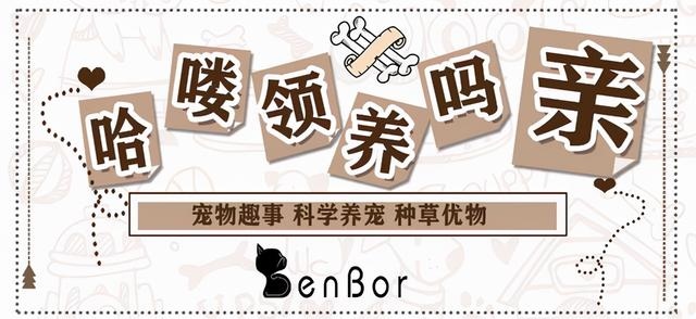 动物社交行为大全，女性人类动物