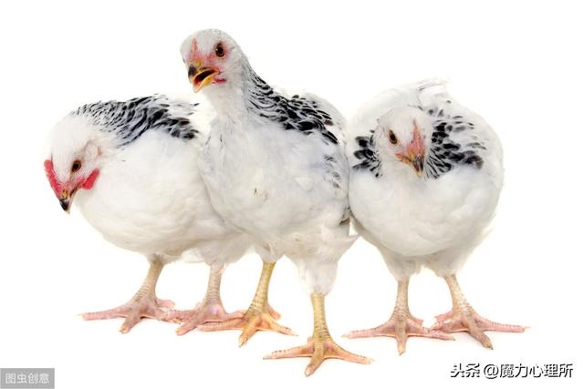 属鼠和属鸡的合不合得来，属鼠和属鸡的合财吗