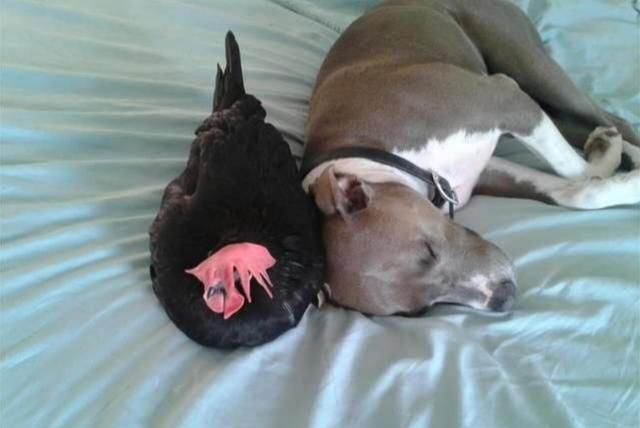 0年狗和八八年龙，属狗和属龙合作好不好"