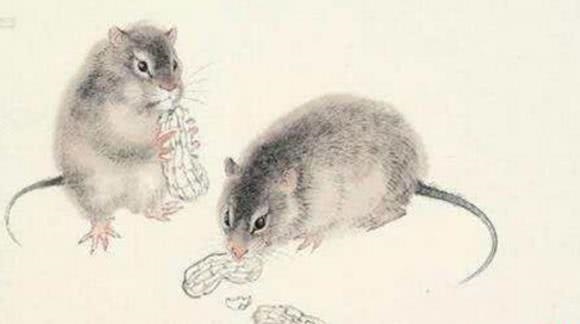 属龙的三大劫难，属龙三大灾难