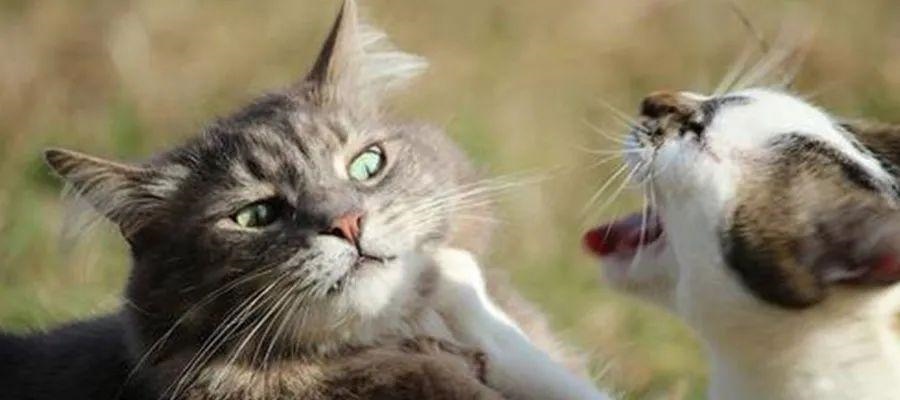 023年是什么龙,鼠和什么生肖相冲"