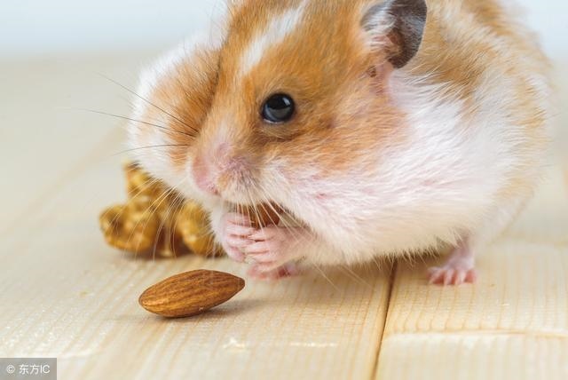 属鼠的人一生命运如何，2022 年属鼠是什么命