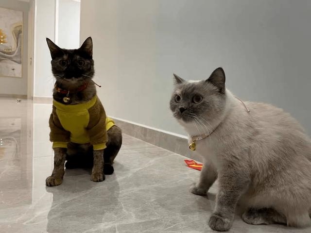 动物社交行为大全，女性人类动物