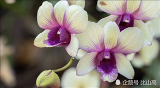 022年更好的生肖女，2022年生肖女运程排名"