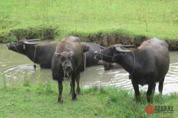 7年属牛女更佳婚配，97年牛更佳结婚年龄"