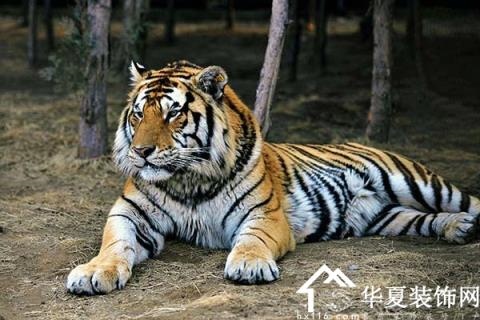 属虎男和属龙女结婚好吗,属虎男和属龙女2022 婚姻