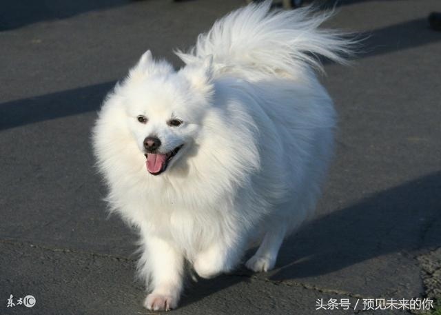 属狗的一生命运怎么样,属狗人做官可以吗