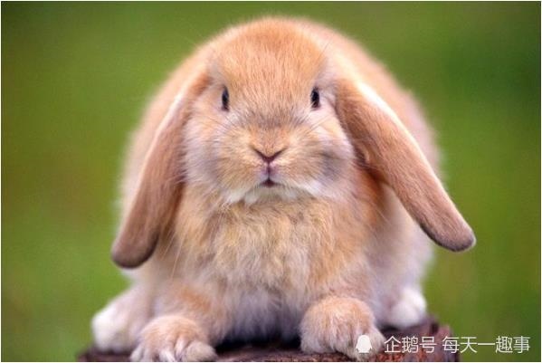 属兔的男人的命运,属兔男性格优点和缺点